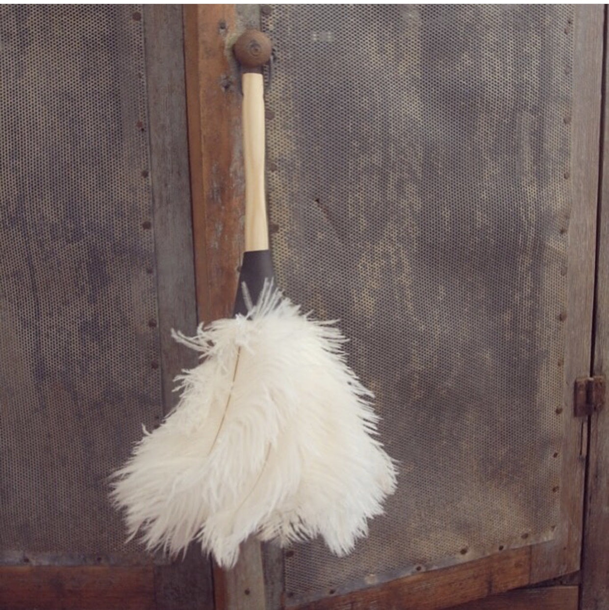Feather Duster
