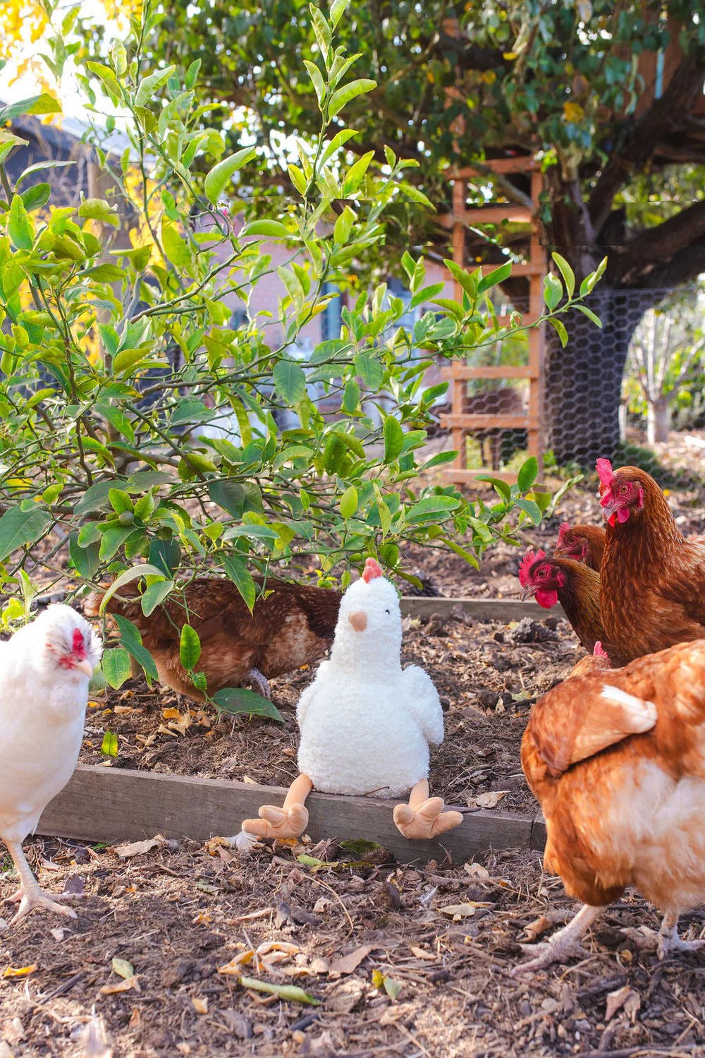 Randy the Rooster and Henrietta the Hen
